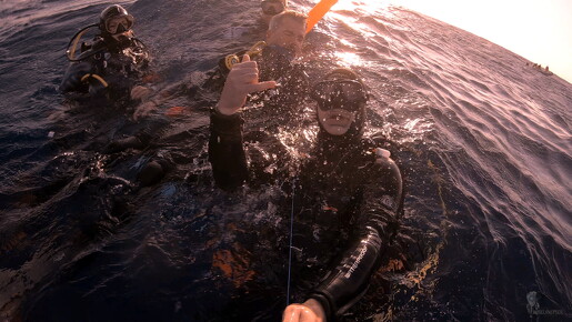 LR-Diving 9017 19-11-22 034412