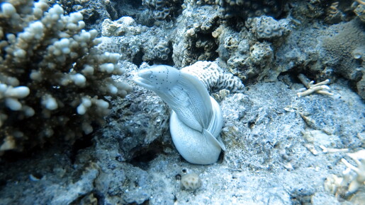 LR-Diving 9327 22-11-22 034418