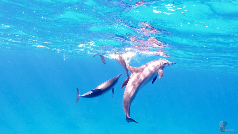 LR-Diving__30-11-19_034366.jpg