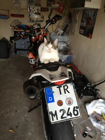 muselknipser DE-Muselrider-15-21456-0081