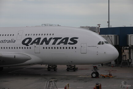 muselknipser DE-A-380-10-101218-0037