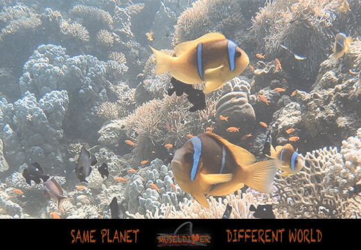 backdrop-nemo