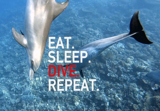 backdrop eatsleepdive - 29