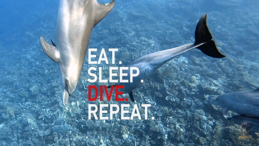 backdrop eatsleepdive - 29