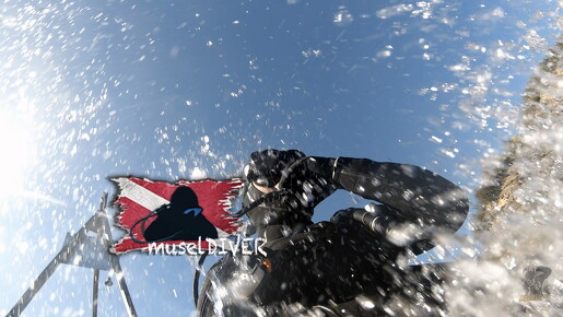 backdrop museldiver logo - 18