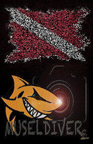 sharky flag thumb