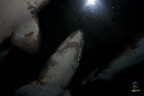 LR-ORI 5183 12-06-10 09638