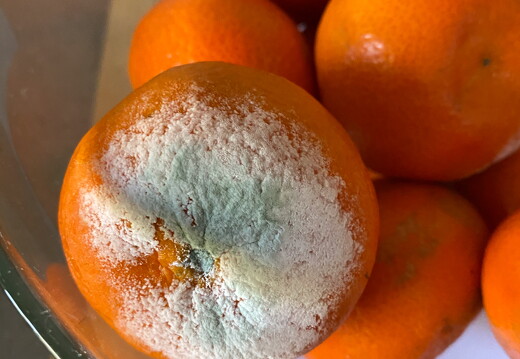 LR-ORI 49816 19-03-20 06281