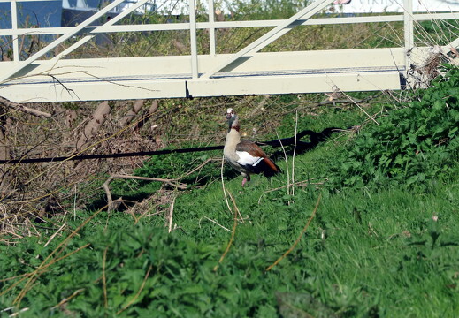 mosel-adler