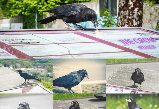 the-crow-trier