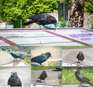 the-crow-trier