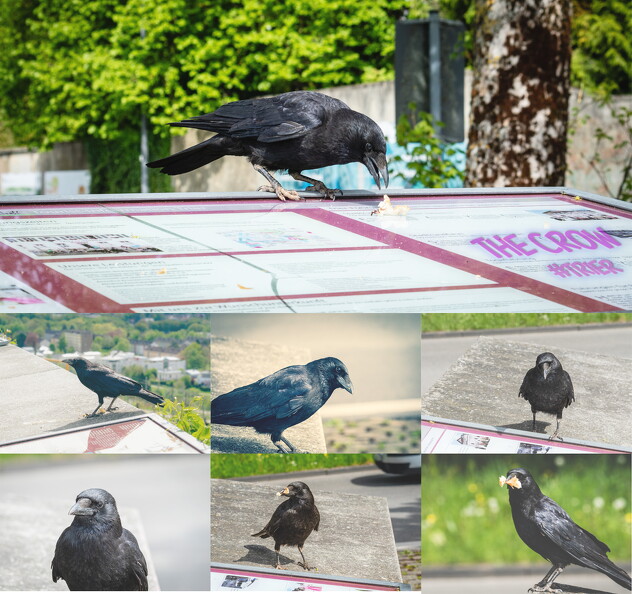 the-crow-trier.jpg