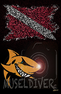 sharky flag thumb